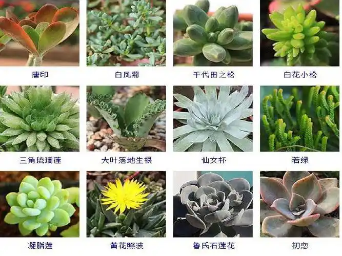 255种多肉植物图片及名称ppt