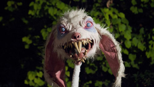 娇小可爱的兔子并不惹人怜爱,看完这个你就知道兔子的恐怖