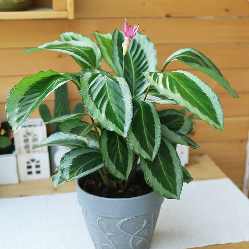 青莲竹芋碧卡秋绿植室内容易开花观叶盆栽成品大颗夏季阳台趣味