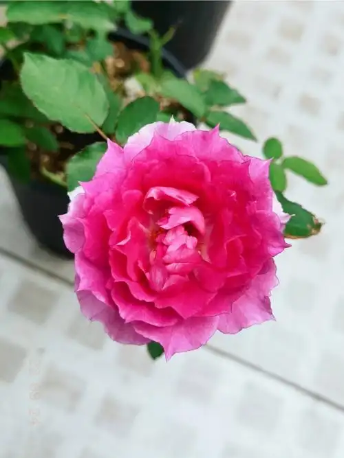 pdd五元多一盆的月季后续