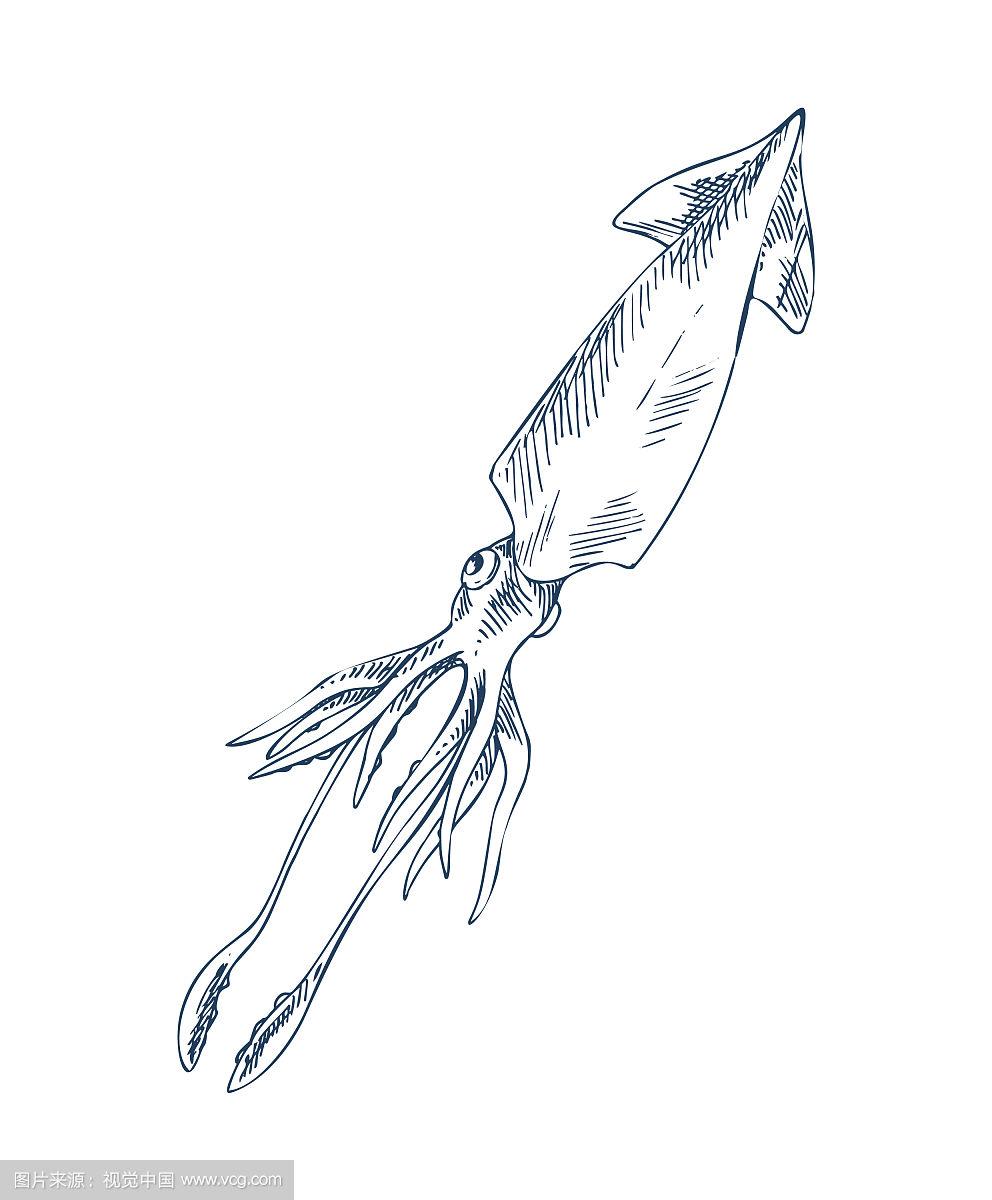 乌贼海洋居民素描风格刻画