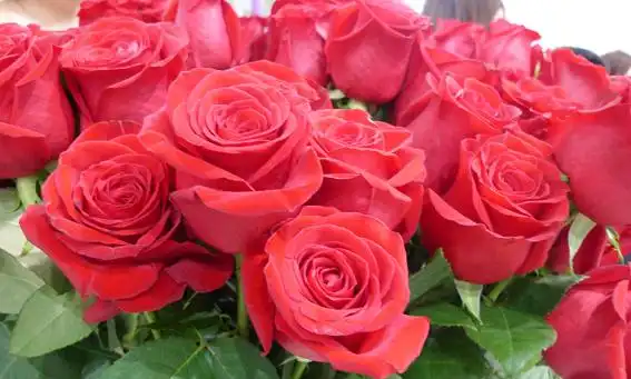 进口厄瓜多尔玫瑰花专业报关