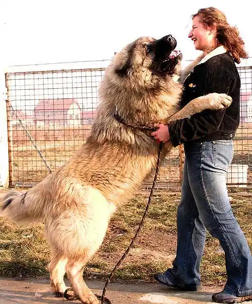 做签名,有喜欢长毛大狗得可以进来挑张