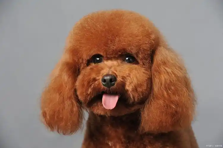 养泰迪10大忌!一定要注意~