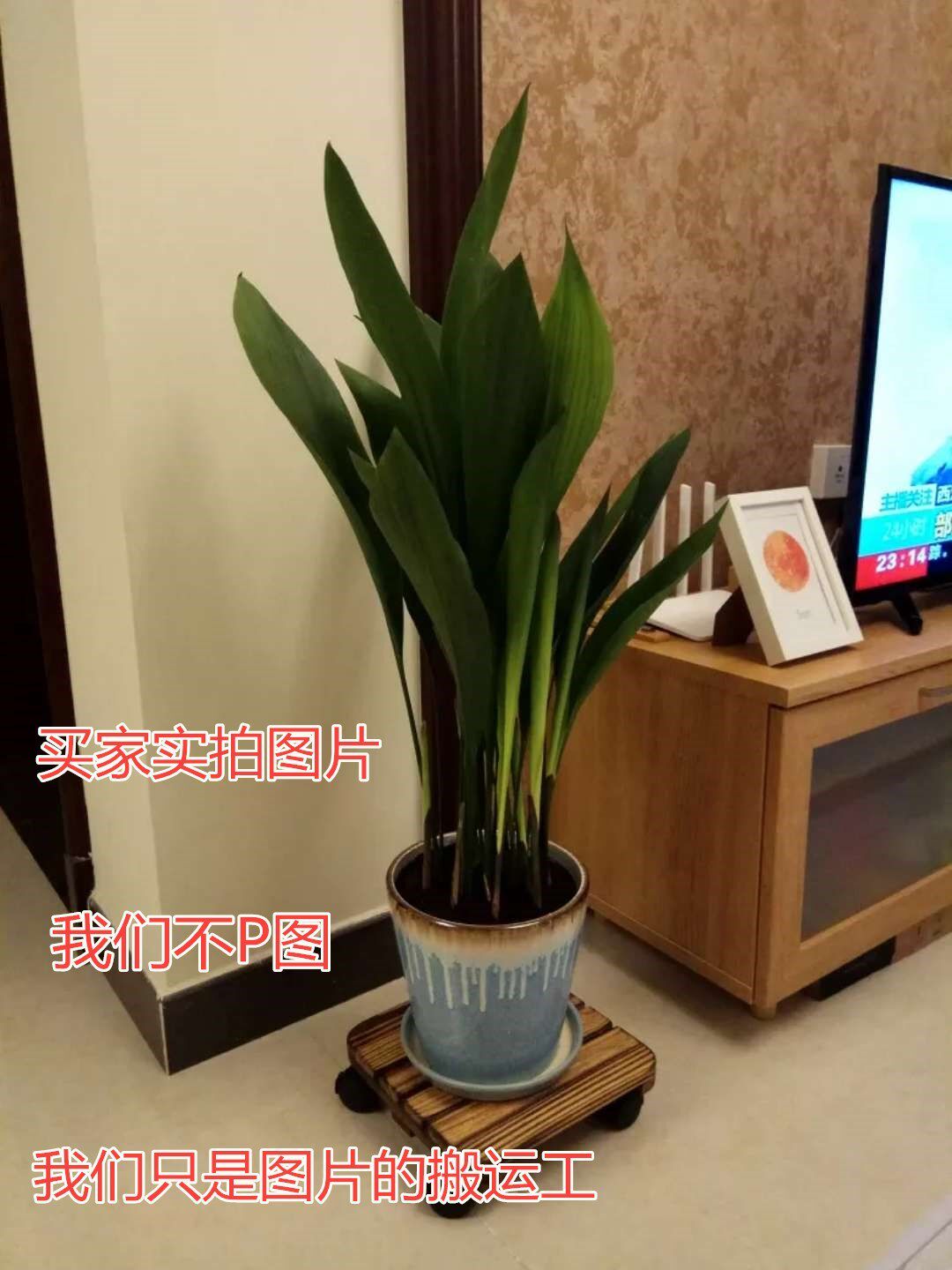 一叶兰盆栽植物室内客厅四季常青观叶盆栽净化空气吸甲醇