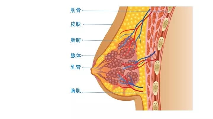 乳房自检怎么做?