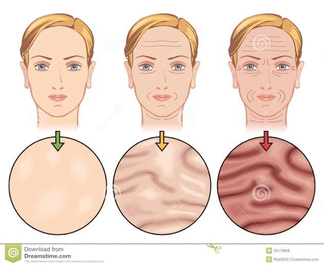 图|皮肤衰老过程 图片来源:dreamstime