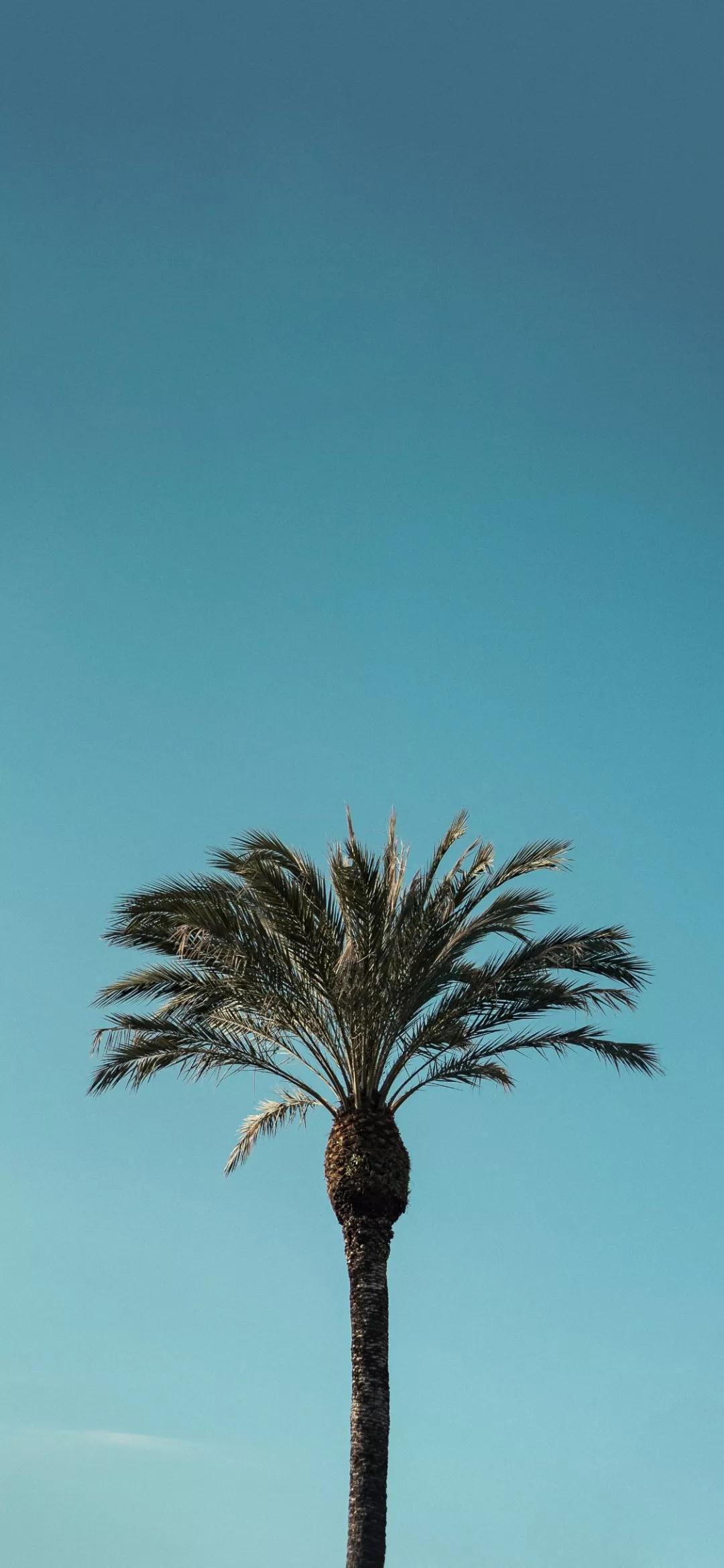 苹果x壁纸 | iphonexr(xs)高清壁纸,最美的土味情话