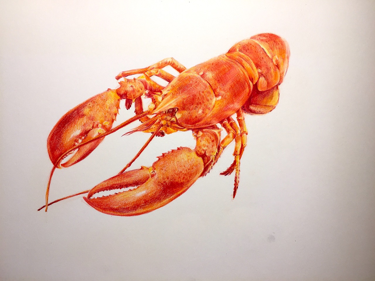 彩铅小龙虾|纯艺术|绘画|毛伟漫画_原创作品-站酷zcool