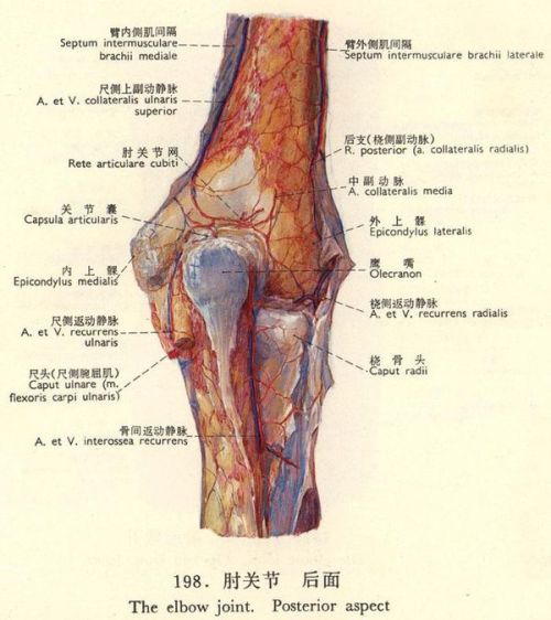 人的手臂关节内侧具体位置有图说明最好