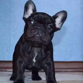 法国斗牛犬蓝色法牛犬法国斗牛犬法国斗牛犬法国斗牛犬法国斗牛犬法国