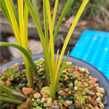 蕙兰黄心草带斑