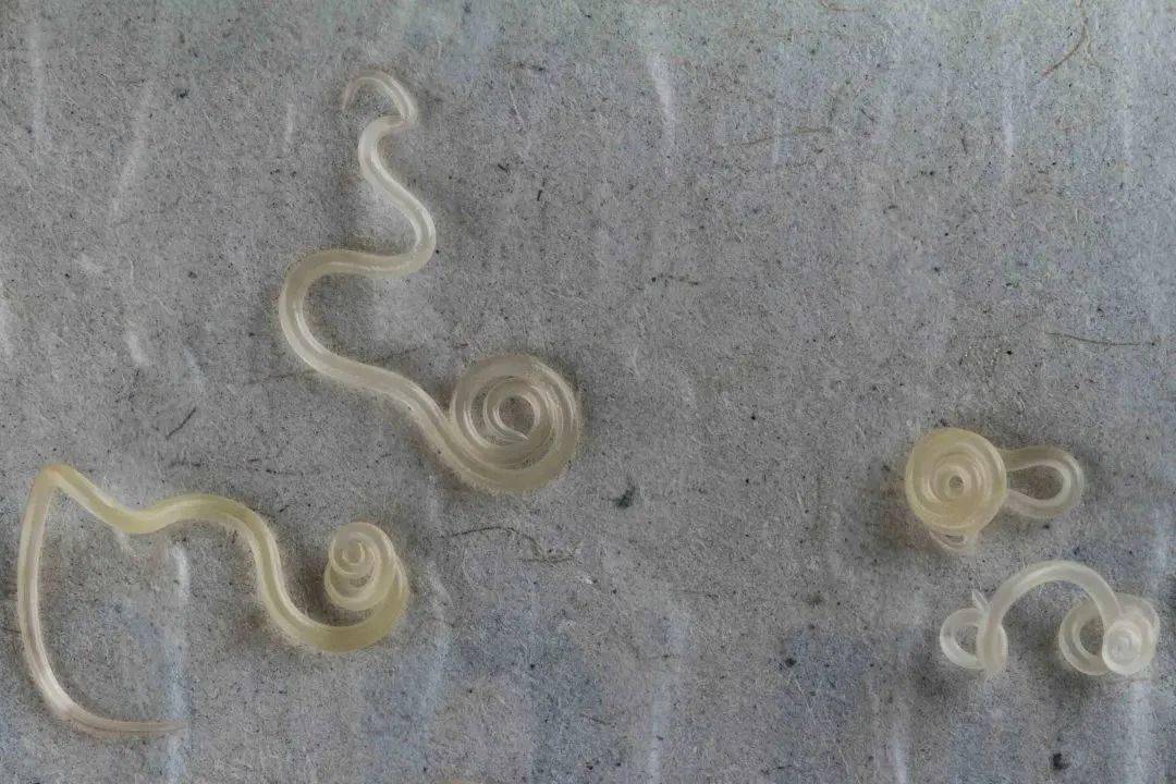 江苏省寄生虫病防治研究所做了实验:将生鲜中的异尖线虫放在芥末,白酒