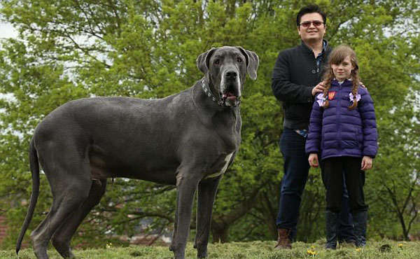 英国最大的狗!犬身长2米高1米与小象同重