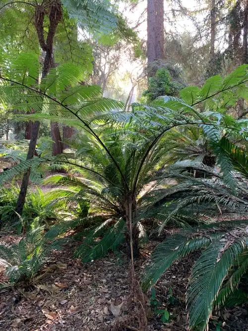 深林下层的桫椤蕨.