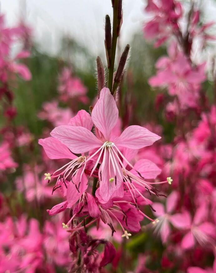 认识身边的植物  山桃草 山桃草 柳叶菜科,山桃草属,多年生草本 原产