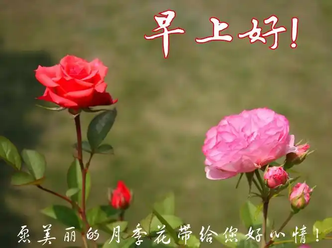 早上好图片1 - 美篇