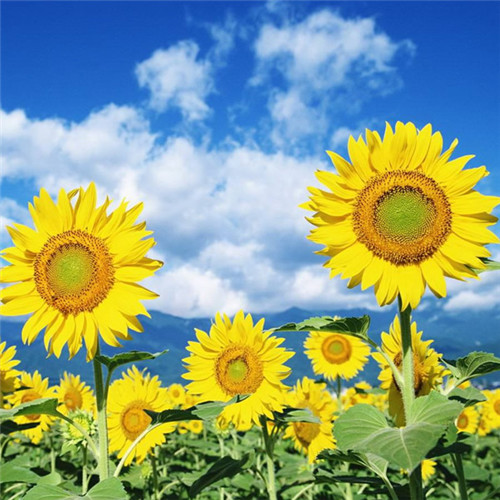 微信最吉利的好看头像风水好聚财转运的最吉利头像图片