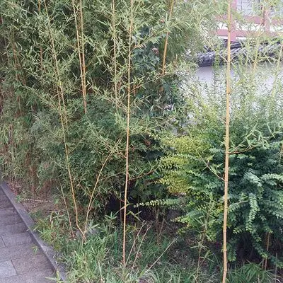 庭院竹 绿化风景竹苗 小竹子苗 箬竹 翠竹苗北方耐寒竹基地直销