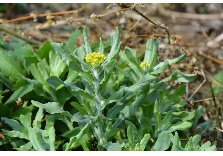 四川鼠曲草清明草清明菜清明粑艾草野菜新鲜当季绿色蔬菜 3斤净重