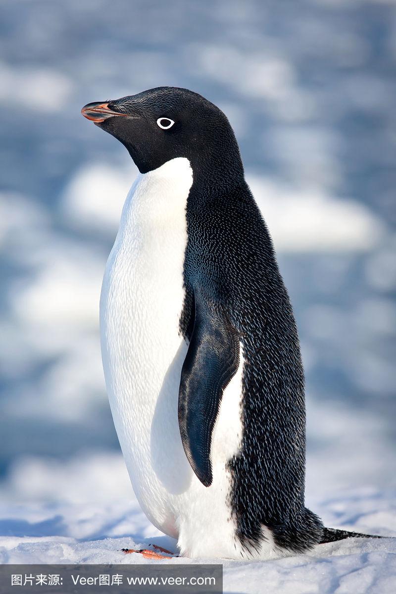 企鹅,黑白图片,巴布亚企鹅,南极,可爱的