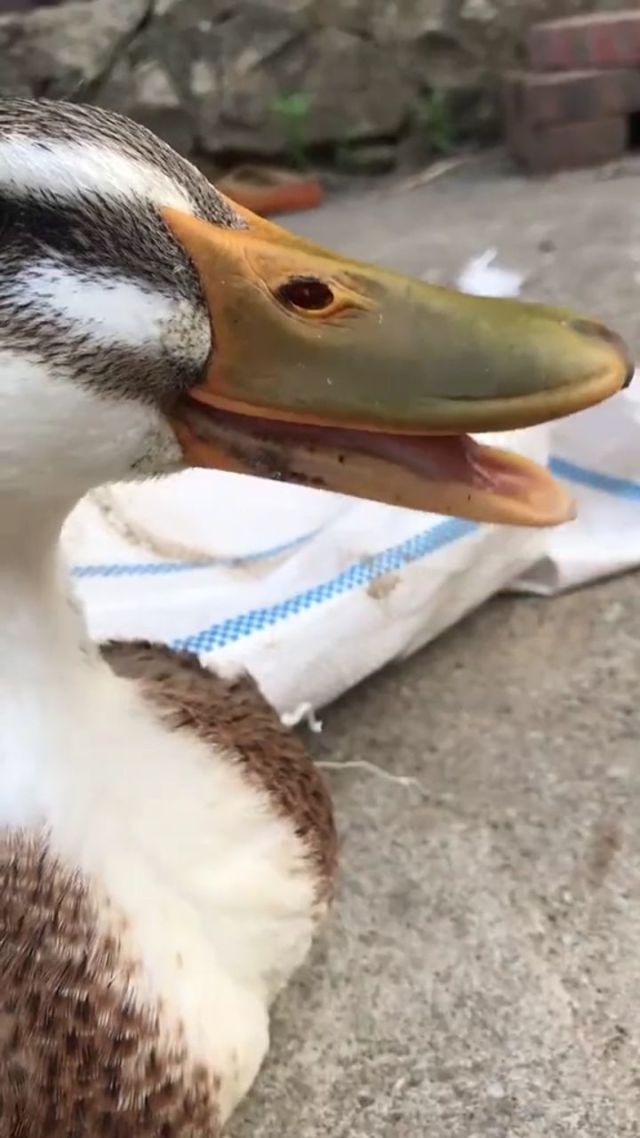 鸭子都快笑岔气了,今天你微笑了吗?040404