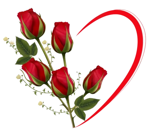 红玫瑰爱心花朵图片