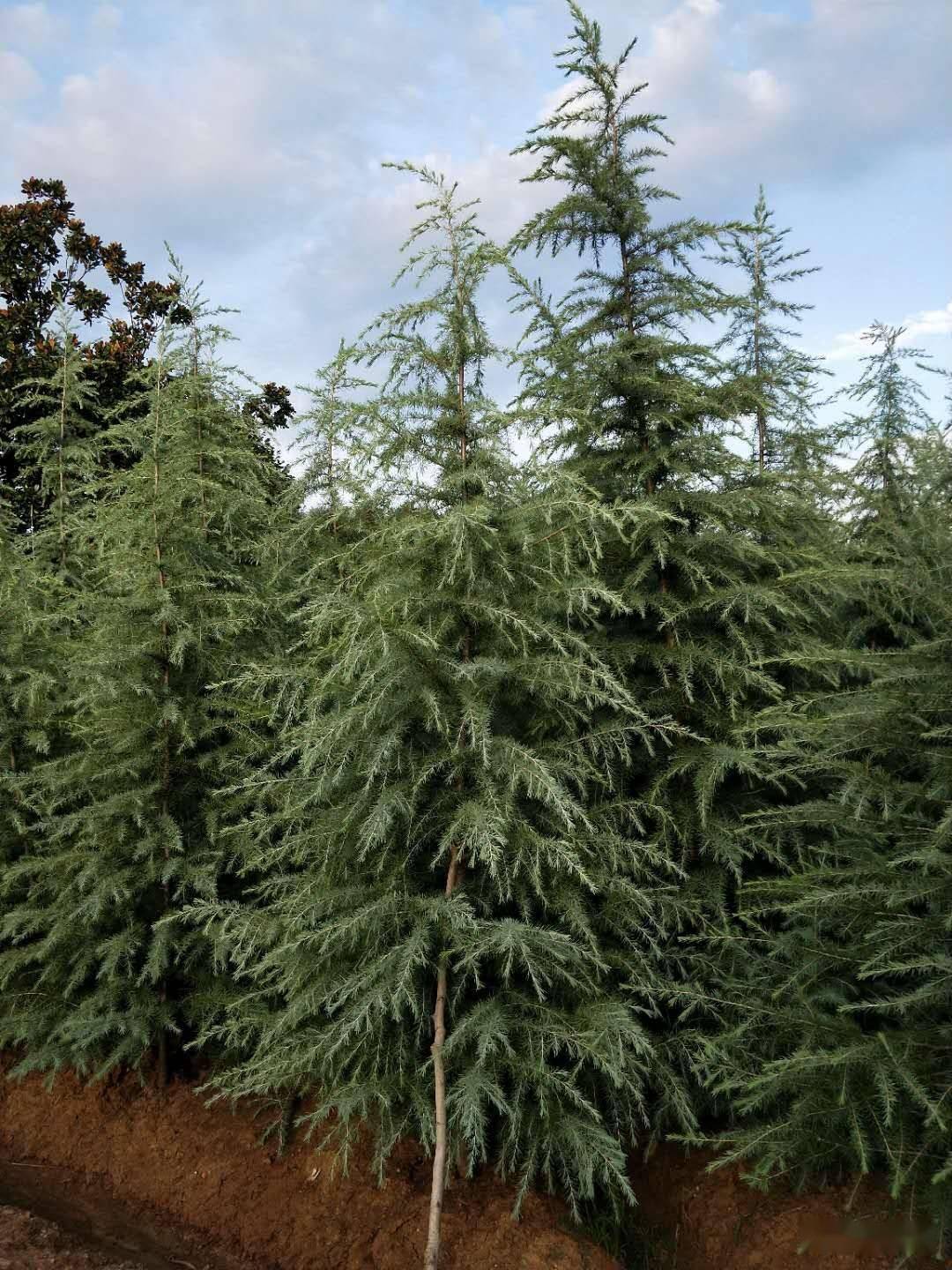 城市绿化中常用的44种行道树_树种_寿命长_行人