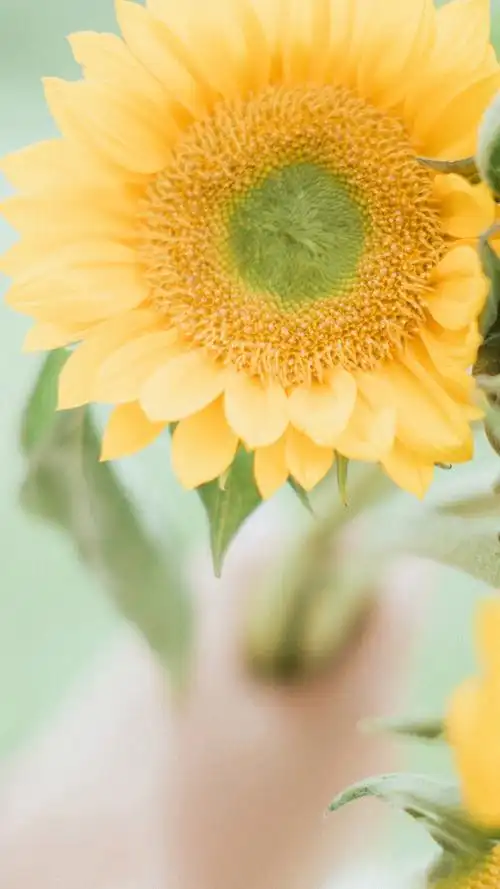 小清新唯美静物高清手机壁纸图片,风格,唯美,高清,小清新,静物,文艺