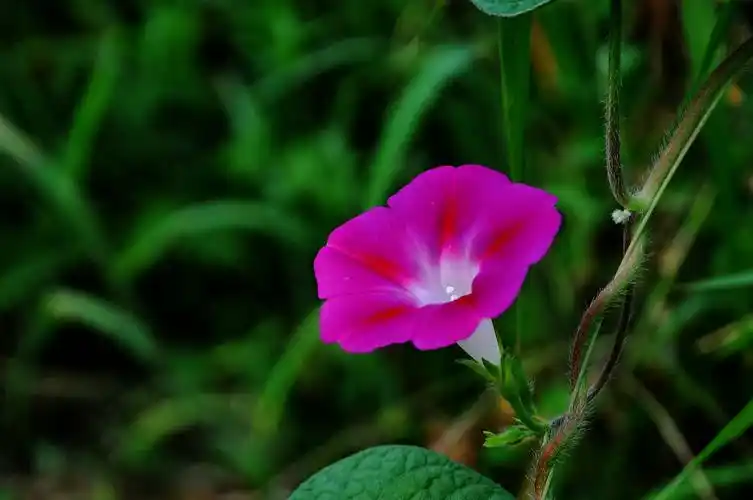 粉红色牵牛花图片鲜花花朵花卉野花牵牛花喇叭花