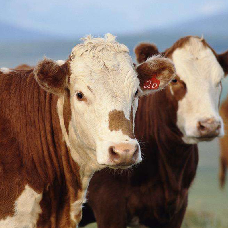 好喂养西门塔尔牛 省饲料涨势快西门塔尔牛种牛 怀孕母牛出售