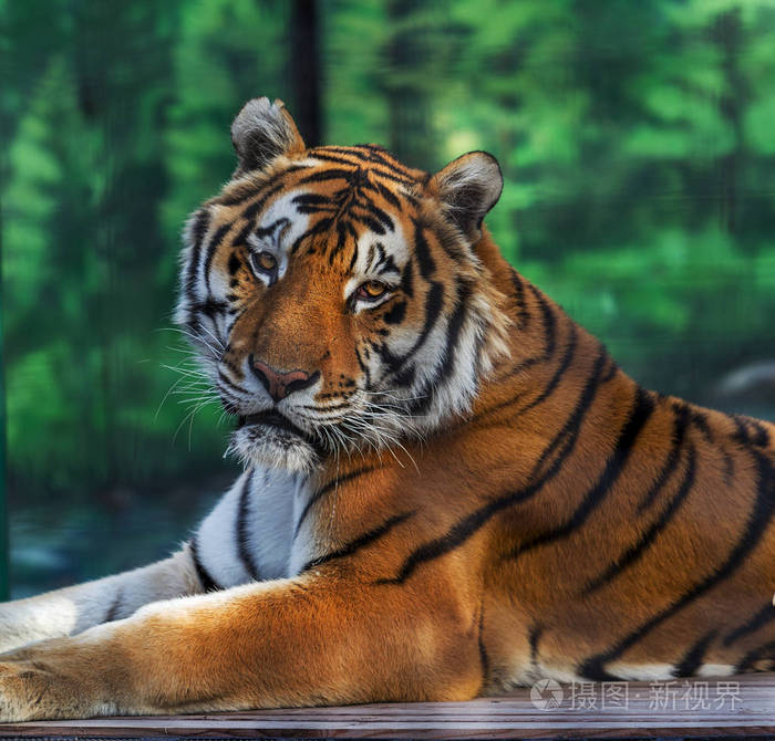 照片 一只成年西伯利亚虎躺在山上. 选定的重点.jpg