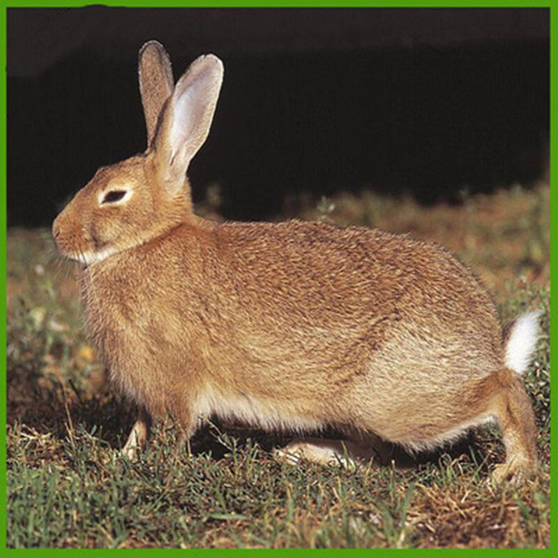 【京选推荐】大型散养肉兔纯种比利时小白兔子活幼兔苗新西兰成年种兔