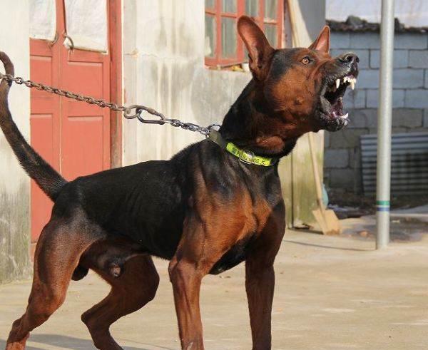 曾威名远外,家喻户晓的中国红犬