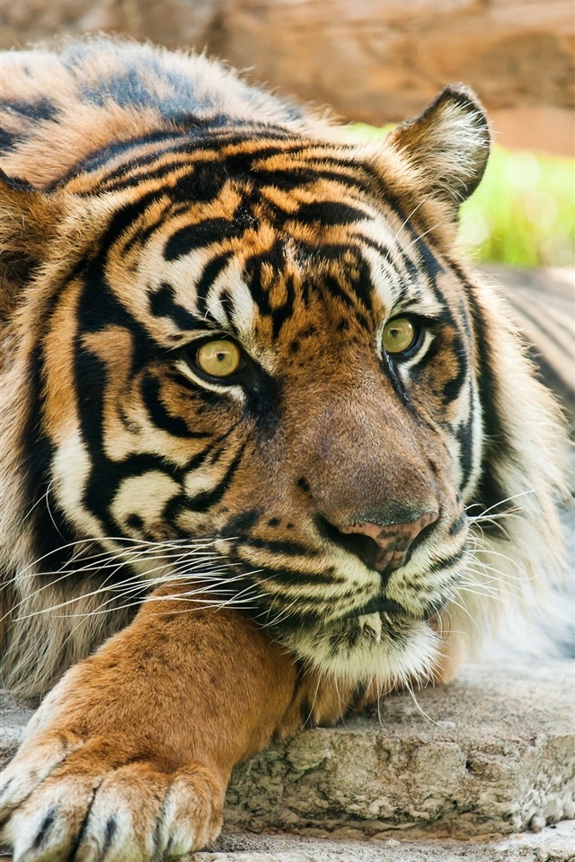 首页 动物与鸟 老虎iphone 壁纸:750x1334 (iphone 8/7/6/6s)