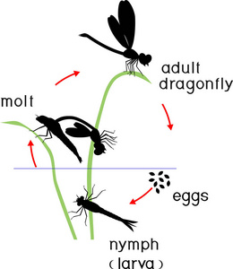 从卵到成虫的蜻蜓发育阶段序列照片