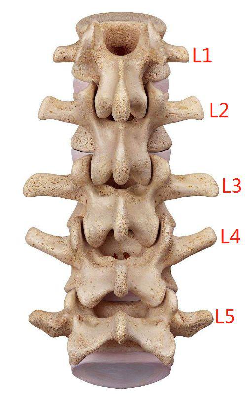 如果腰椎间盘会说话腰疼的人必看
