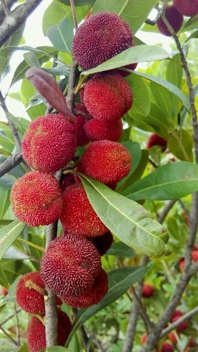 步入园中,栽种二十余年的大树杨梅长势茂盛,果实挂了满枝头,正笑遂