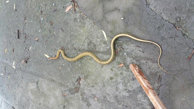 发布于2016-05-27 20:16   最佳答案 喷泉雾蛇,农村过去叫家蛇,吃