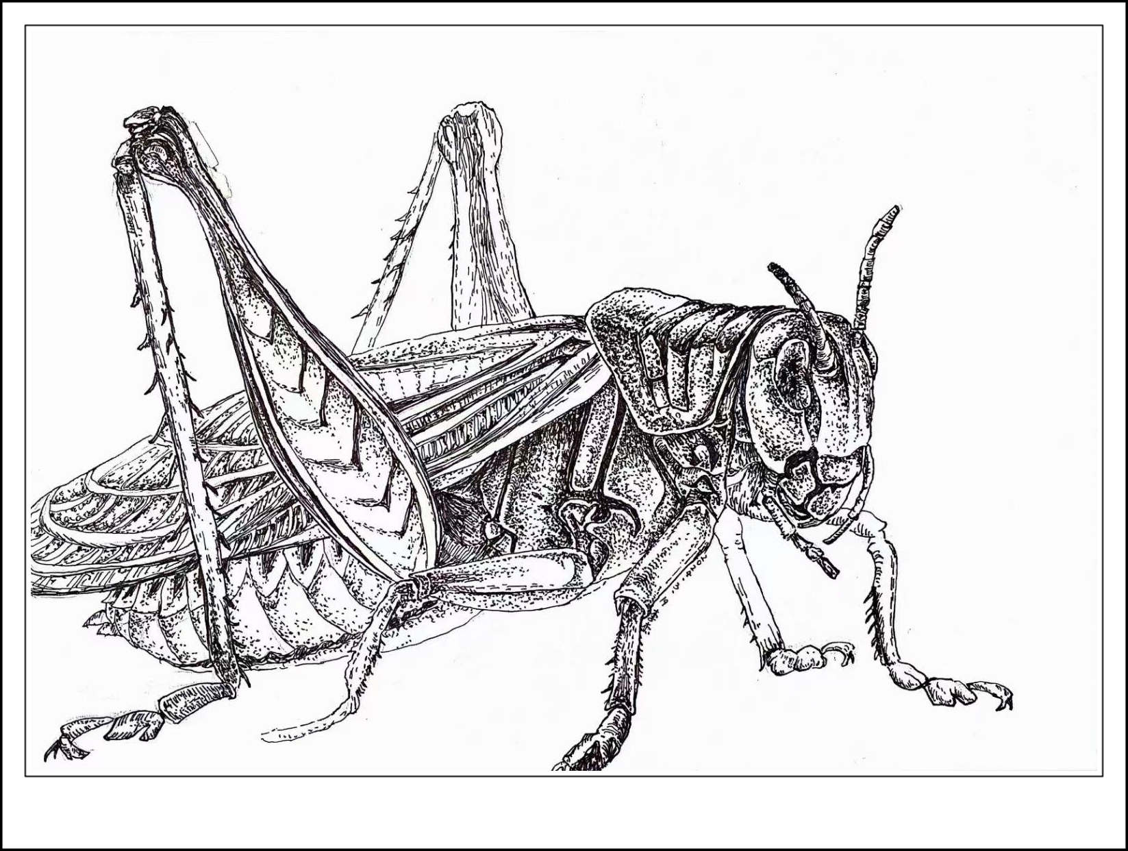 第十八课:蝗虫的黑白线描    大家好!
