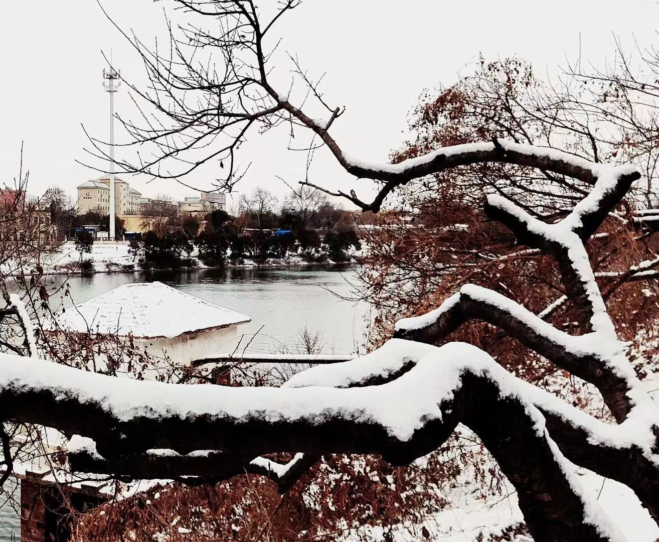 河南禹州昨晚随风潜入夜今朝雪景如画来