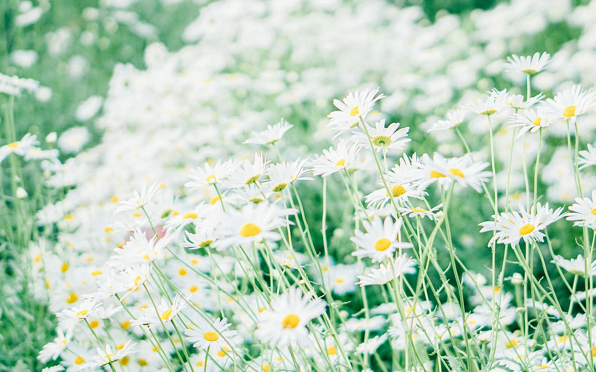 简洁小清新唯美高清桌面壁纸