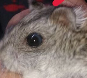 问下这只仓鼠算是眼睛突出的吗,如果是的话该如何治疗