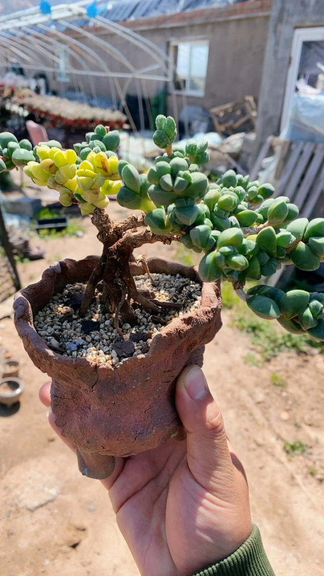 精品鹿角海棠锦7年母本提根造型老桩18592!