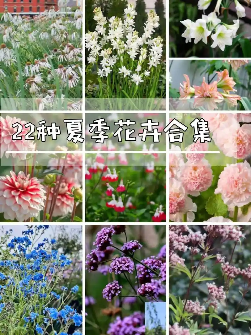 22种夏季花卉合集.#花境设计 #私家花园 #夏季开花植物  - 抖音