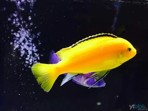 快出三湖慈鲷鱼