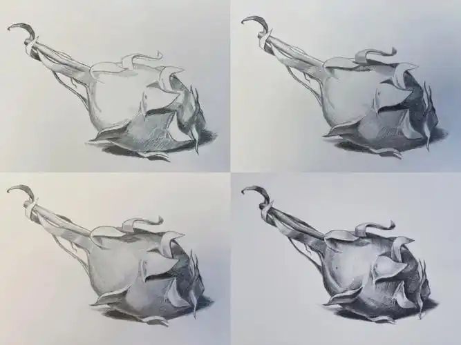 素描火龙果学员习作