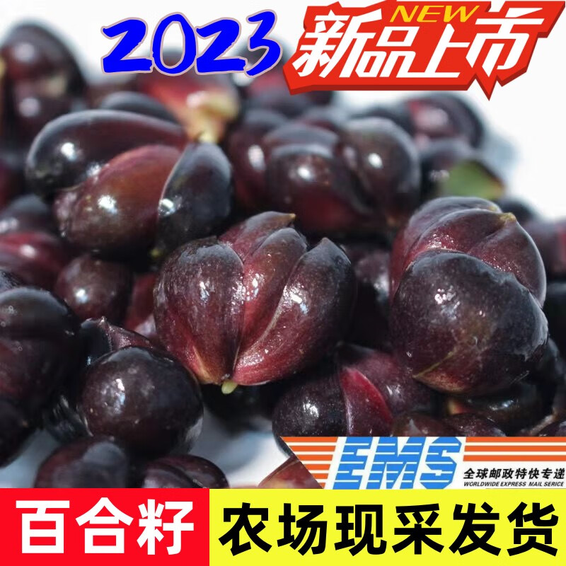 凛东2023宜兴百合籽新鲜软糯农家天然无硫功效食用百合子微苦烧甜汤