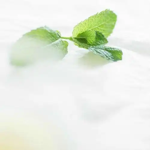 清新薄荷叶背景