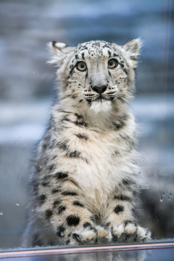 雪豹#下午好~吸点漂亮宝宝吧【推:rikunow/yo3_wing】